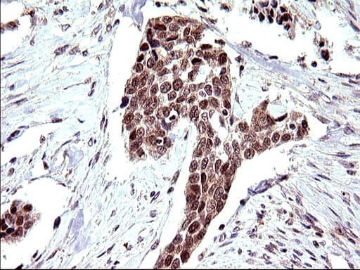 NDN / Necdin Antibody (clone OTI5D1)