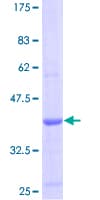 Human CCL19 / MIP3-Beta Protein (Recombinant GST)