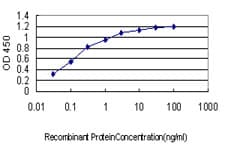 IMPDH1 Antibody (clone 3G6)