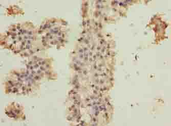 C10orf82 Antibody