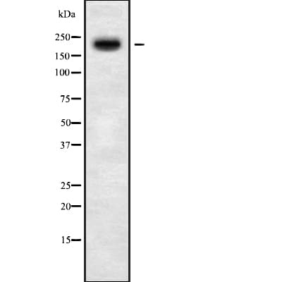 MYO5C Antibody