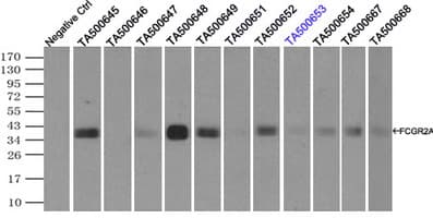 FCGR2 / CD32 Antibody (clone OTI6D11)