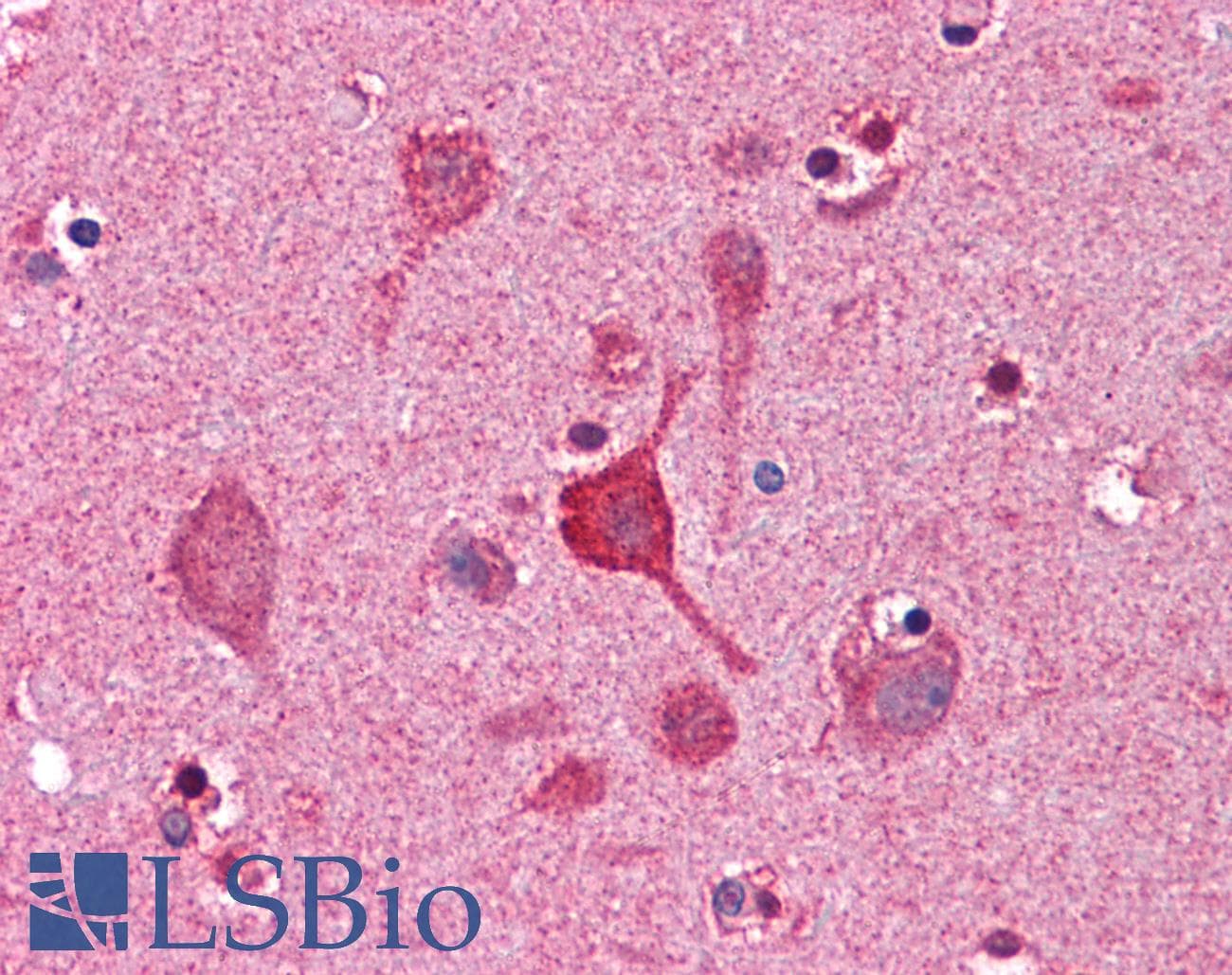 IHC-plus™ CCNDBP1 / GCIP Antibody (aa348-360)