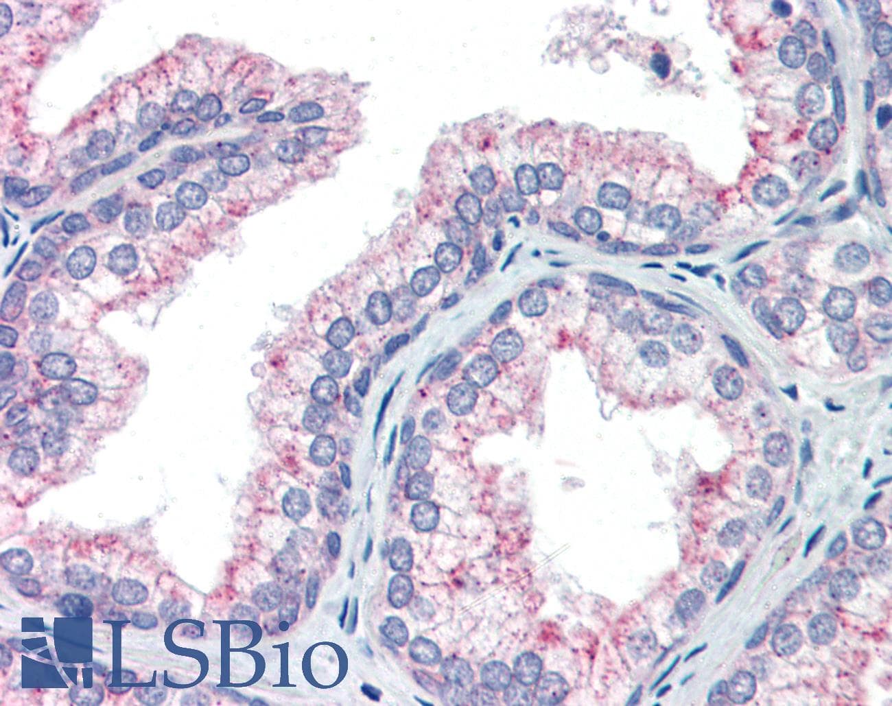 NAB1 Antibody (aa71-120)