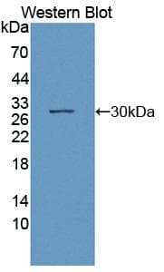 POU2F2 / OCT2 Antibody (aa49-288)