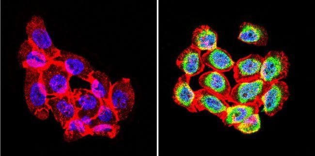 Polyclonal Goat Anti-Rabbit IgG Secondary Antibody (DY488, IHC, IF, WB)