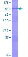 Human DLGAP4 Protein (Recombinant GST)