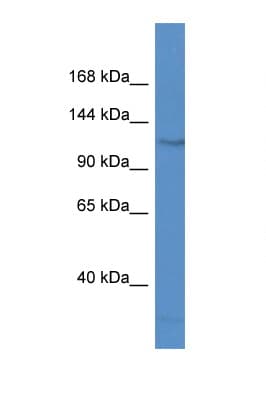 FAM120C Antibody (aa358-407)