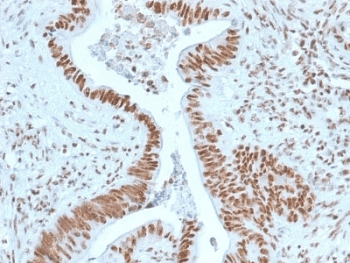 NPM1 / NPM / Nucleophosmin Antibody (clone NPM1/1902, Azide-free, BSA-free)