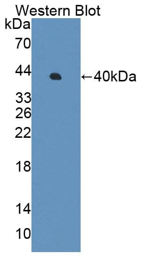 PPP1R15A / GADD34 Antibody (aa335-578)