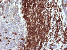 ICAM3 / CD50 Antibody (clone OTI1E7, Carrier-free)