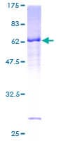 Human AD037 / RASSF4 Protein (Recombinant GST)