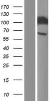 CD66a / CEACAM1 Protein (Over-Expression Lysate Myc-DDK (Flag))