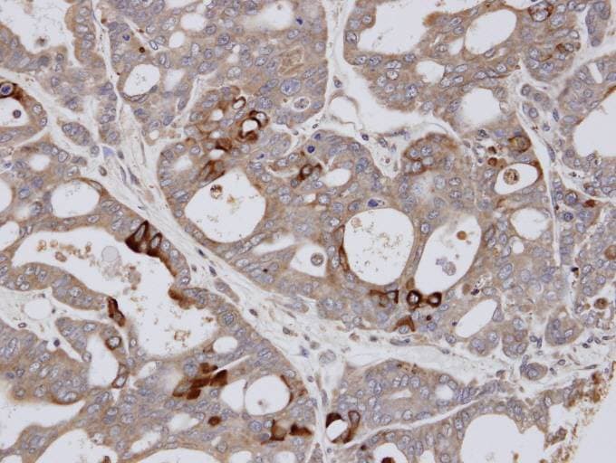 ELF3 / ESE1 Antibody (aa309-371)