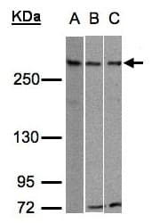 ATRX Antibody (aa2161-2443)