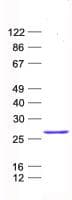 Human CNIH4 / HSPC163 Protein (Recombinant His, N-Terminal)