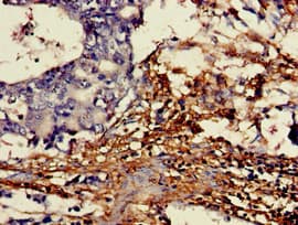 IHC-plus™ DDO / D-Aspartate Oxidase Antibody