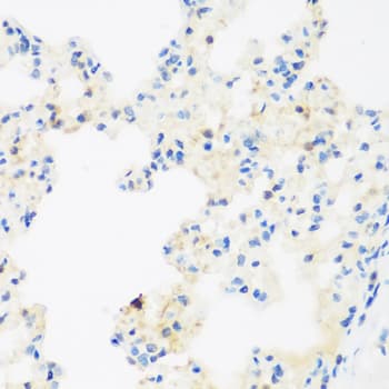 NFU1 Antibody