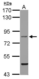BFSP1 / Filensin Antibody