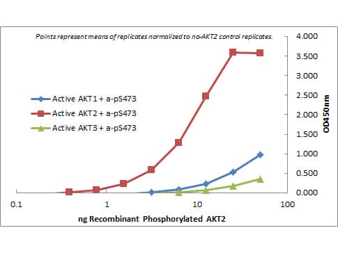 AKT2 Antibody (Internal, clone 11F6.B2)