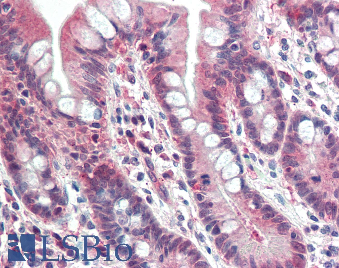 IHC-plus™ PSMB10 Antibody (aa231-242)