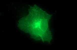 CLDN6 / Claudin 6 Antibody (clone OTI2H1, Carrier-free)