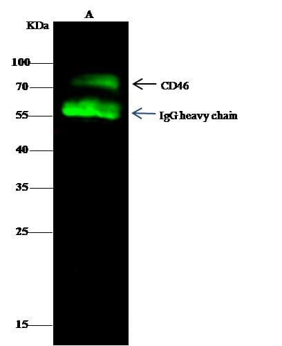 Polyclonal Rabbit anti-Human CD46 Antibody (Preservative Free, IHC, WB)