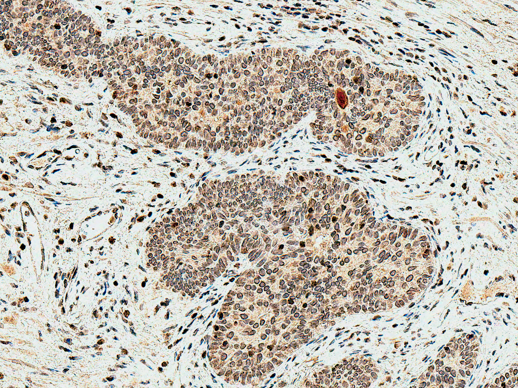 HMOX2 / Heme Oxygenase 2 Antibody