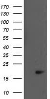 BIRC5 / Survivin Antibody (clone OTI2D3, Carrier-free)