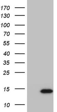 SUPT4H1 / SPT4 Antibody (clone OTI5F12, Carrier-free)
