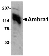 IHC-plus™ AMBRA1 Antibody