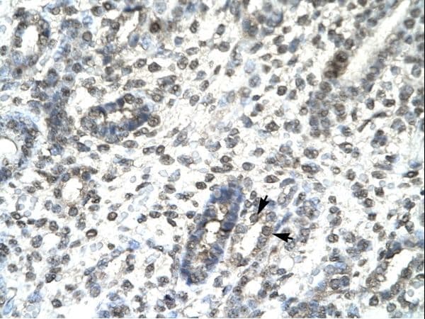TBX21 / T-bet Antibody (aa338-387)