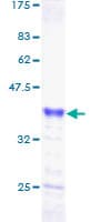 Human NUPR1 Protein (Recombinant GST)