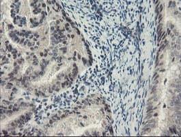SENP2 Antibody (aa139-523, clone OTI3F5, Carrier-free)