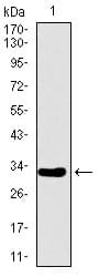 ALPI / Alkaline Phosphatase Antibody (aa397-458, clone 3B10E7)