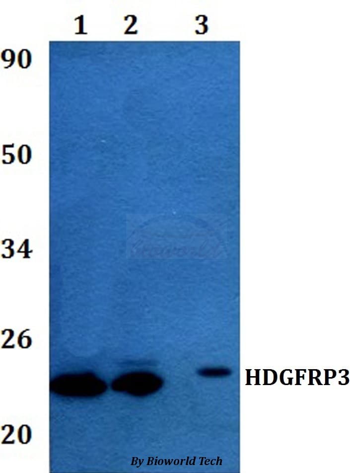 HDGFRP3 Antibody