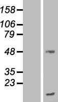 TMEM70 Protein (Over-Expression Lysate Myc-DDK (Flag))