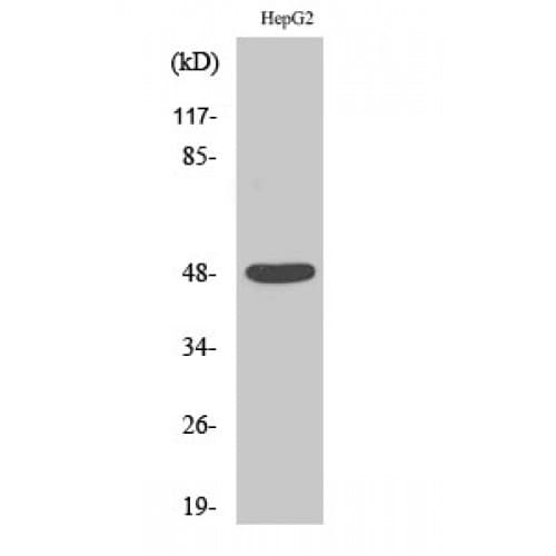 ENO2 / NSE Antibody (340-420 aa, C-terminal)