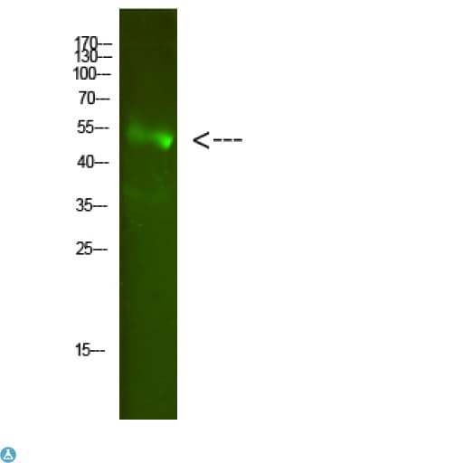 Polyclonal Rabbit anti-Human FA2H / FAAH Antibody (WB)
