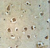 MTCH2 Antibody (aa75-103)