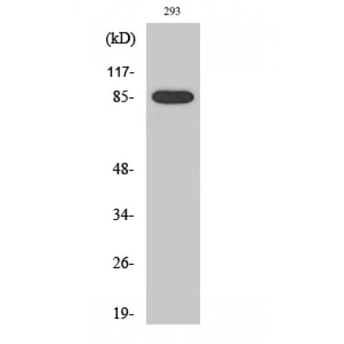 MPO / Myeloperoxidase Antibody (40-120 aa, N-terminal)