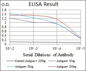 YAP / YAP1 Antibody (clone 1A12)