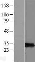 PSMF1 Protein (Over-Expression Lysate Myc-DDK (Flag))