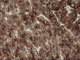 POGK Antibody (clone OTI4C8)