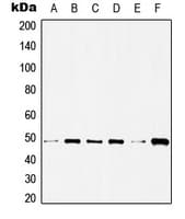HDAC3 Antibody (C-Terminus)