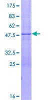 Human FBXW5 Protein (Recombinant GST)