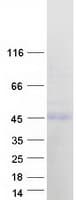 Human NFKBIB / IKB Beta / IKBB Protein (Recombinant Myc-DDK (Flag))