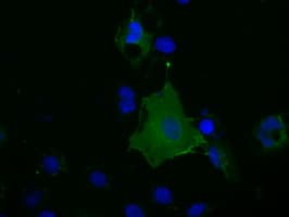 Basigin / Emmprin / CD147 Antibody (clone OTI5E1)