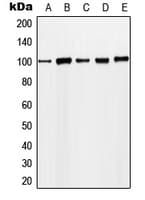 Polyclonal Rabbit anti-Human MCM4 Antibody (phospho-Ser54, WB)