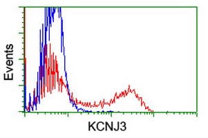 KCNJ3 / GIRK1 Antibody (clone OTI1G3)